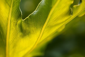 Monstera Deliciosa Leaf